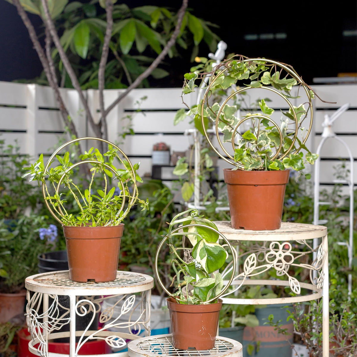 Gotrays Mirthdino Hoya Trellis gold mini-grid pattern enhances indoor plant display