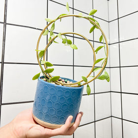 Gotrays Mirthdino Hoya Trellis ideal indoor plant support for ivy and blooms