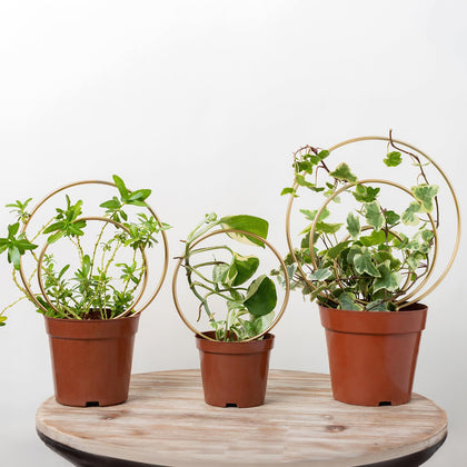 Gotrays Mirthdino Hoya Trellis metal grid indoor 3-pack supports climbing plants
