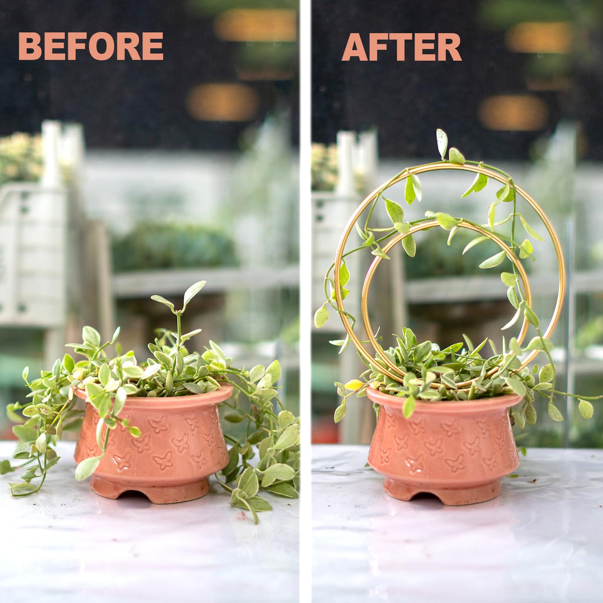 Gotrays Mirthdino Hoya Trellis premium iron construction provides lasting support