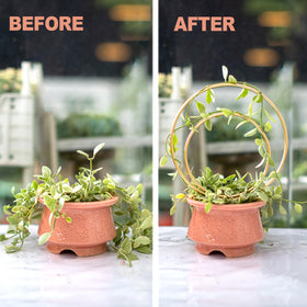 Gotrays Mirthdino Hoya Trellis premium iron construction provides lasting support