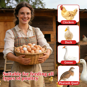 GQNDGN hens feeding from feeder in coop environment
