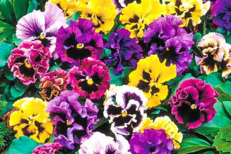 Graffiti GRDN pansies suit containers for colorful displays.