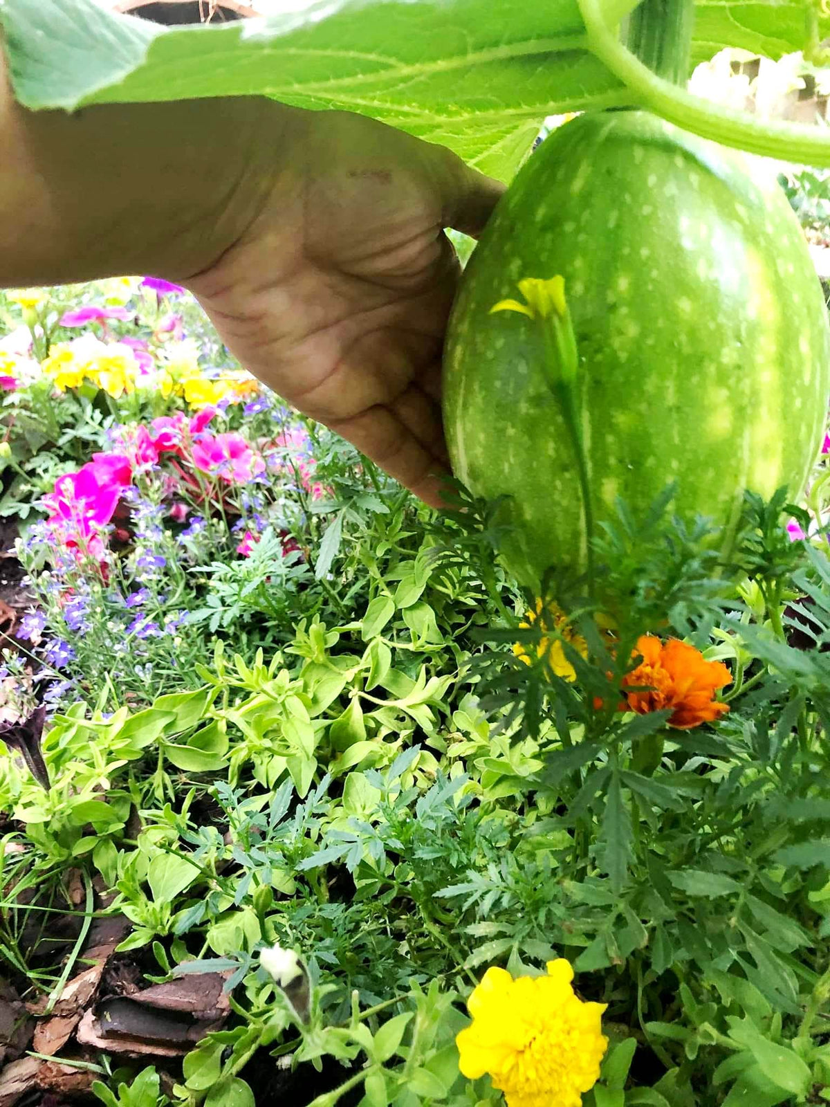 Garden bed with Graffiti GRDN Giant Pumpkin Titan Seeds for vigorous growth in sun.