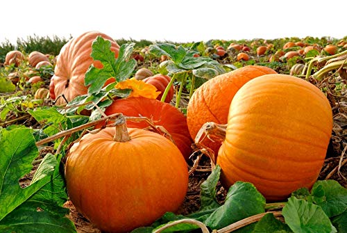 Gift-ready Graffiti GRDN Giant Pumpkin Titan Seeds for garden lovers.