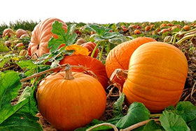 Gift-ready Graffiti GRDN Giant Pumpkin Titan Seeds for garden lovers.