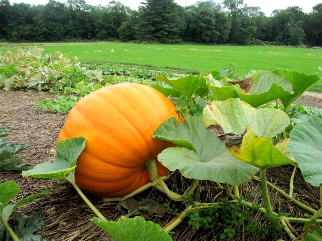 Harvest-ready pumpkins on a vine using Graffiti GRDN Giant Pumpkin Titan Seeds.