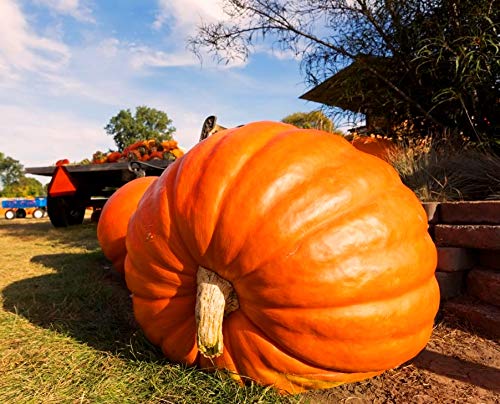 Graffiti GRDN Giant Pumpkin Titan Seeds packet front, ready to plan a bold garden harvest.