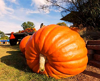 Graffiti GRDN Giant Pumpkin Titan Seeds packet front, ready to plan a bold garden harvest.