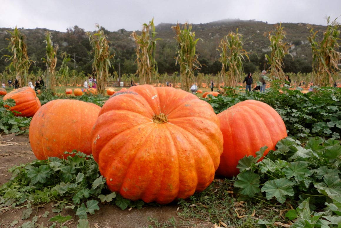 Long shelf-life label for Graffiti GRDN Giant Pumpkin Titan Seeds storage and planning.