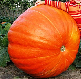 Spacious growth area with Graffiti GRDN Titan Seeds, ideal for oversized pumpkins.