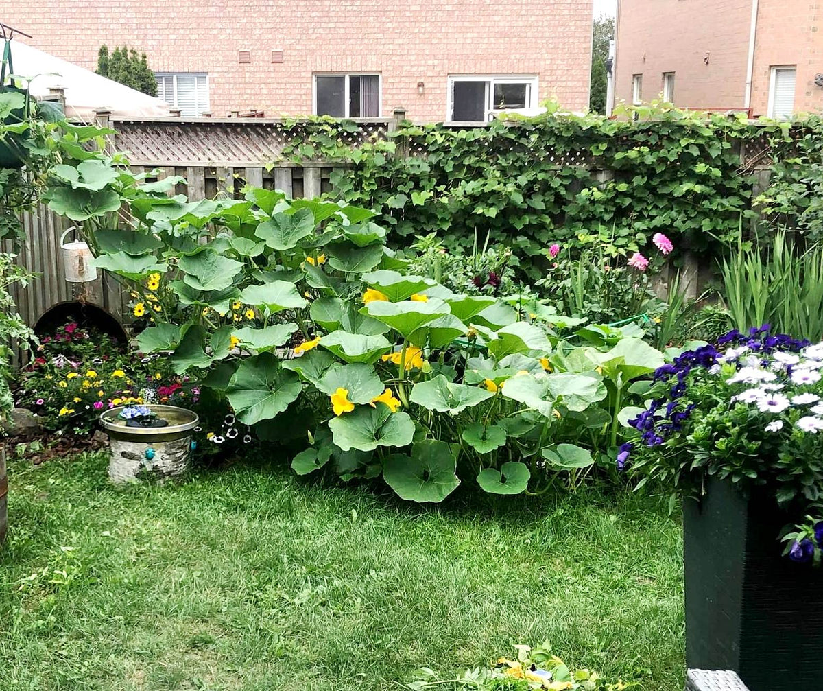 Full sun exposure guidance for Graffiti GRDN Giant Pumpkin Titan Seeds and fruit development.