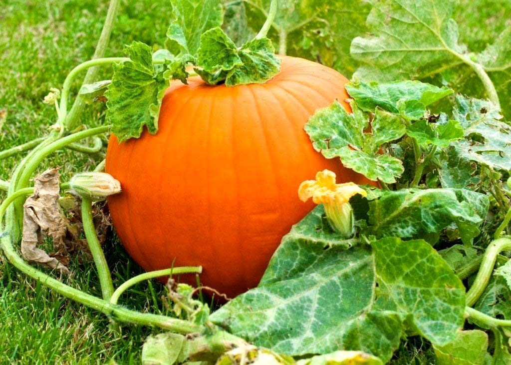 Customer support contact note for Graffiti GRDN Giant Pumpkin Titan Seeds orders.