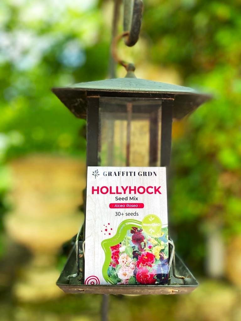 Graffiti GRDN hollyhock climbing rose blooms along a fence.