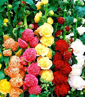 Graffiti GRDN hollyhock double flower seeds in multicolor for garden borders.