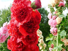 Graffiti GRDN hollyhock garden border idea with tall blooms.