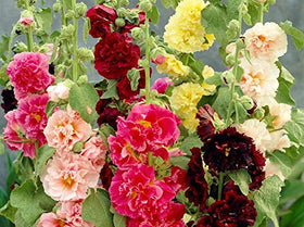 Graffiti GRDN hollyhock garden in summer with tall spikes.
