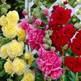 Graffiti GRDN hollyhock terry mallow bloom close-up showing vibrant petals.