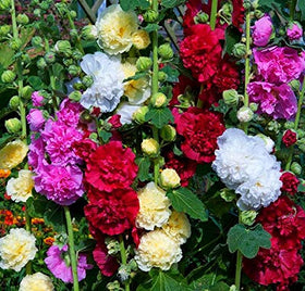 Graffiti GRDN hollyhock trellis support displaying vertical color.