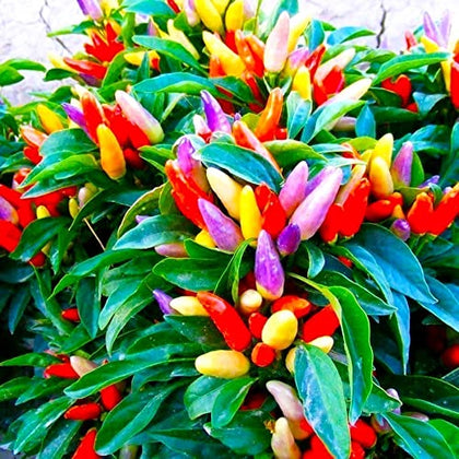Graffiti GRDN masquerade pepper purple fruit adds vibrant color to pots.