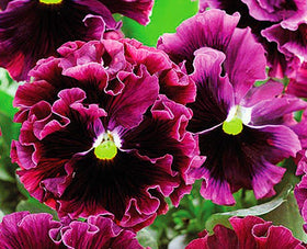 Graffiti GRDN bedding pansies edge and brighten borders.