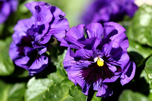 Graffiti GRDN compact pansy plants create tidy mounds.