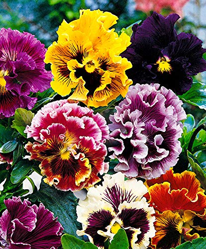 Graffiti GRDN frost-tolerant pansies add color after frost.