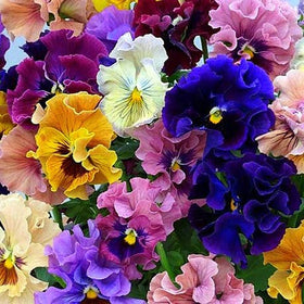 Graffiti GRDN mixed pansy colors brighten garden borders.