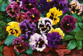 Graffiti GRDN pansies bridge seasonal color transitions.