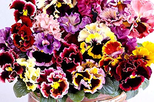 Graffiti GRDN pansy seeds produce cool-season color bursts.