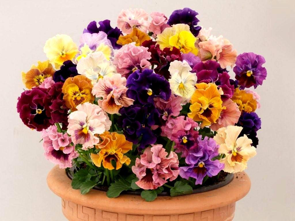 Graffiti GRDN ruffled pansy blooms brighten cool-season beds.