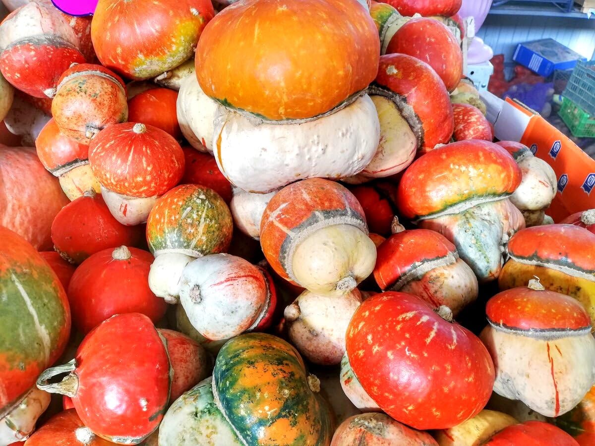 Graffiti GRDN Turk's Turban adds charm to gardens and fall displays.