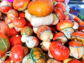 Graffiti GRDN Turk's Turban adds charm to gardens and fall displays.