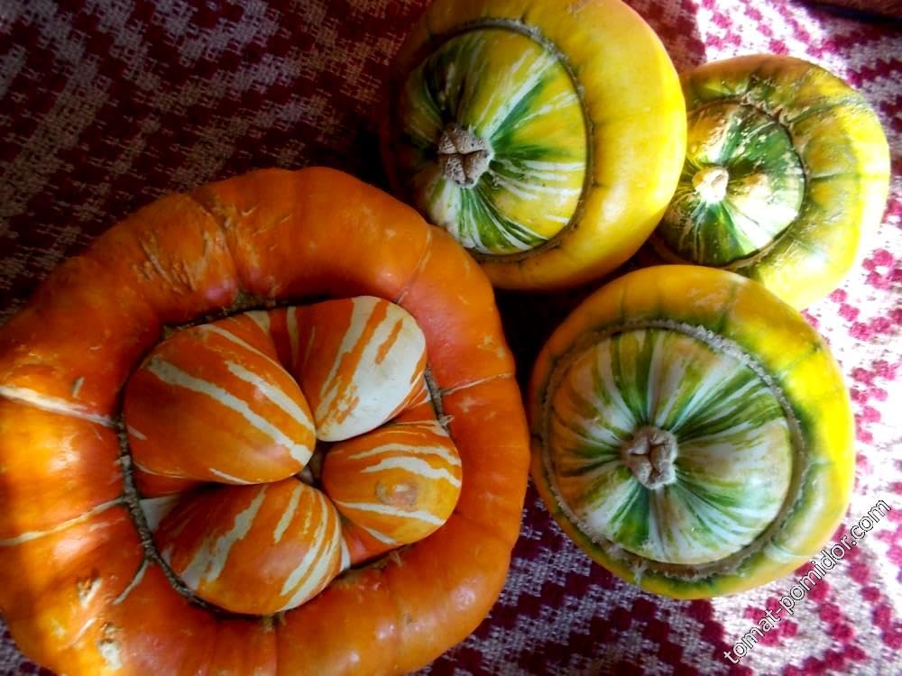 Graffiti GRDN Turk's Turban seeds thrive in sunny arbors and trellises.