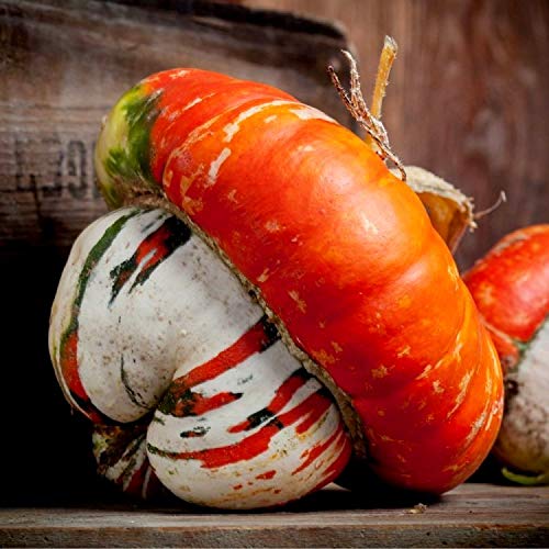 Graffiti GRDN Turk's Turban ornamental pumpkin offers sweet flesh for simple baking.