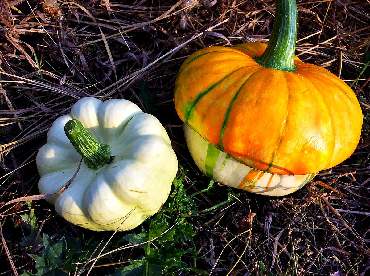 Graffiti GRDN Turk's Turban pumpkins can be used in crafts.