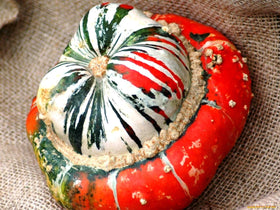 Graffiti GRDN Turk's Turban pumpkin displays a mushroom shape, ideal for decorative displays and edibles.