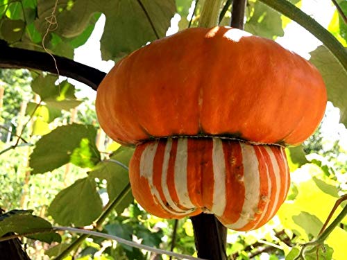 Graffiti GRDN Turk's Turban pumpkins decorate trellises with vivid color.