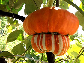 Graffiti GRDN Turk's Turban pumpkins decorate trellises with vivid color.
