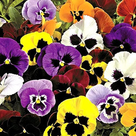 Graffiti GRDN viola-tricolor-seed-mix bloom colors across a border