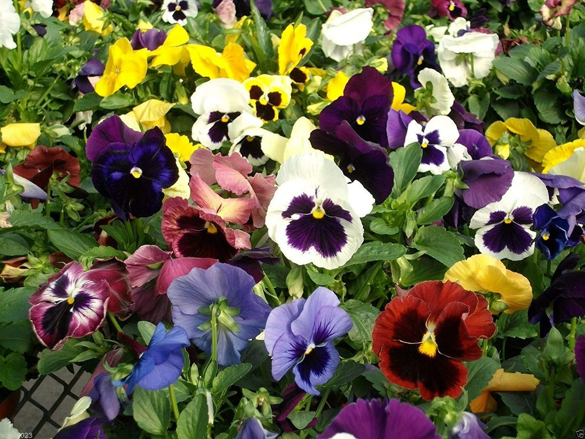 Graffiti GRDN viola-tricolor-seed-mix blooms from summer to winter