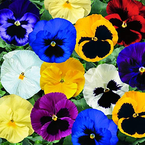 Graffiti GRDN viola-tricolor-seed-mix sturdy annual with cold tolerance for year-round color