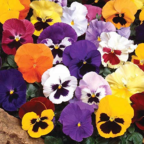 Graffiti GRDN viola-tricolor-seed-mix vibrant red yellow violet white petals