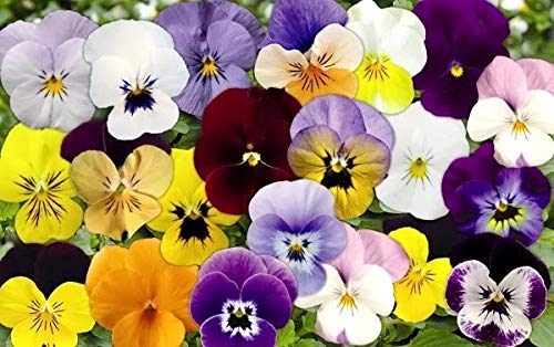 Graffiti GRDN viola-tricolor-seed-mix easy-to-grow seeds ideal for beginner gardeners