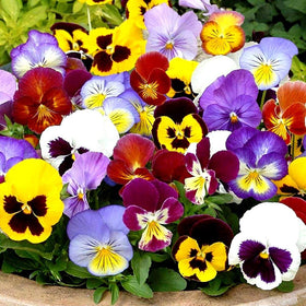 Graffiti GRDN viola-tricolor-seed-mix edible petals add color to salads