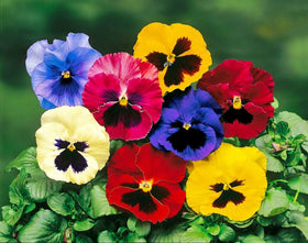 Graffiti GRDN viola-tricolor-seed-mix quick germination in about 16 days