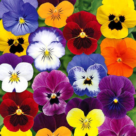Graffiti GRDN viola-tricolor-seed-mix seed pack with vibrant pansies for colorful garden beds