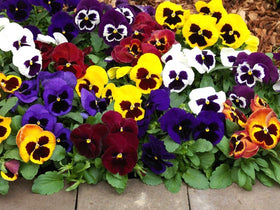 Graffiti GRDN viola-tricolor-seed-mix shows a compact 6-9 inch height for containers