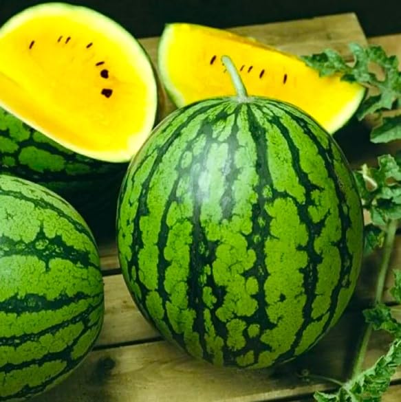 Graffiti GRDN Watermelon Yellow Star fruit slice, bright yellow pulp for fresh eating.