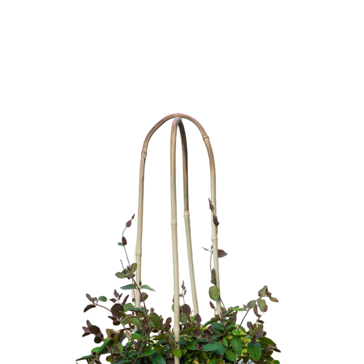Grassen 20-pack bamboo U trellis set supports multiple plants and tidy growth.